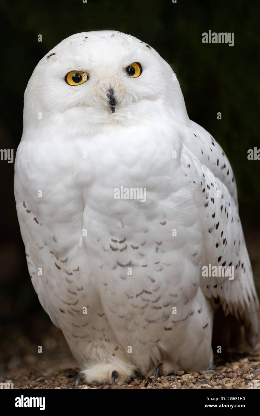 Male Snowy owl Stock Photo