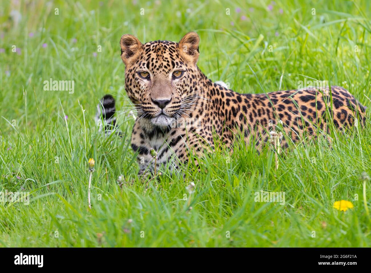 Sri Lankan leopard Stock Photo
