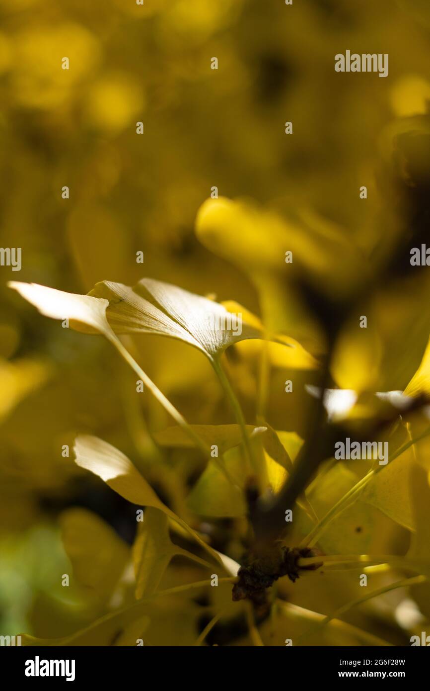 Ginko tree leaves turning yellow during the fall Stock Photo Alamy