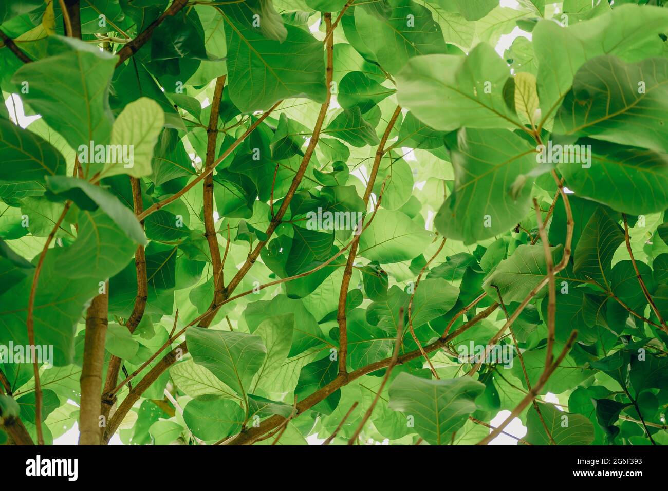 Leaves teak tree (Tectona grandis L.f.) with sunlight. View from below of tree. Nature background. Stock Photo