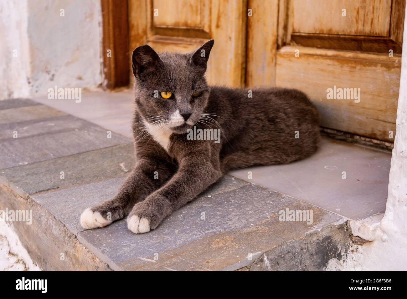 Yellow eyed angry grey and white cat lying at the doorstep  in Plaka Town, Milos Island, Greece. Stock Photo