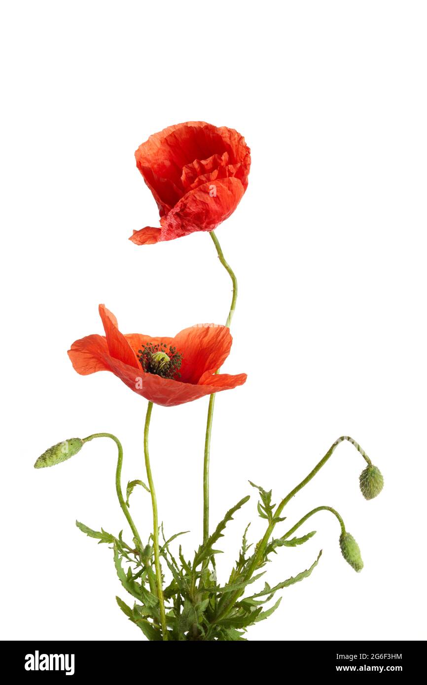 Bright red poppies flowers isolated on white background Stock Photo - Alamy