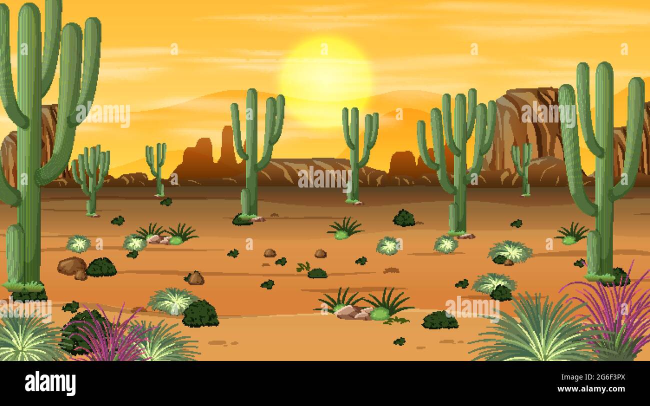 Desert forest landscape at sunset time scene with many cactuses ...