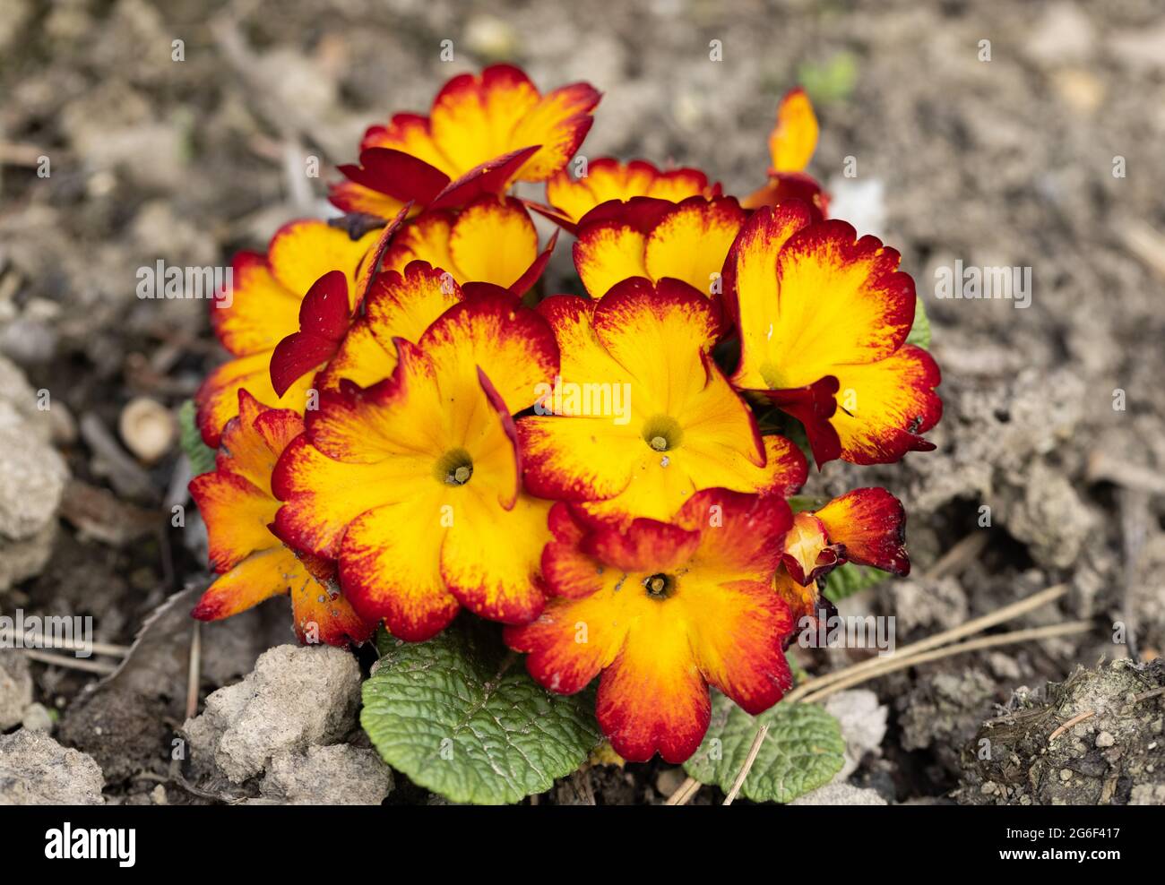 Orange and yellow English Primrose - Latin name - Primula Polyanthus hybrids Stock Photo