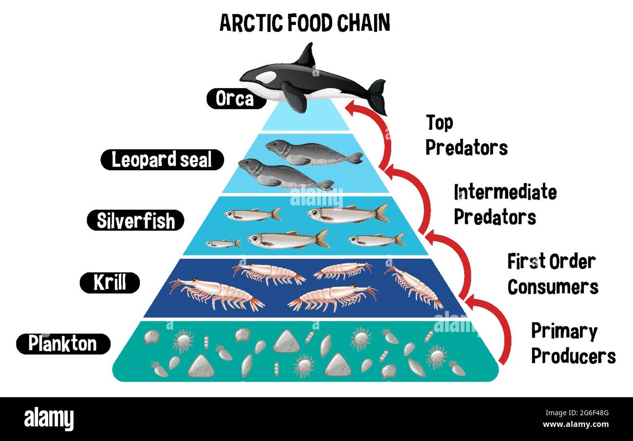 Diagram showing Arctic food chain for education illustration Stock ... Biology Diagrams