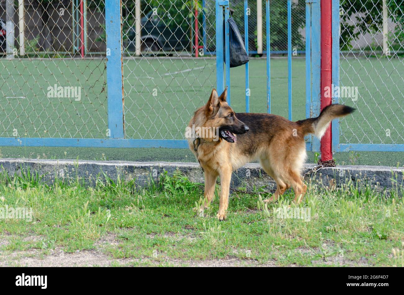 german shepherd fence