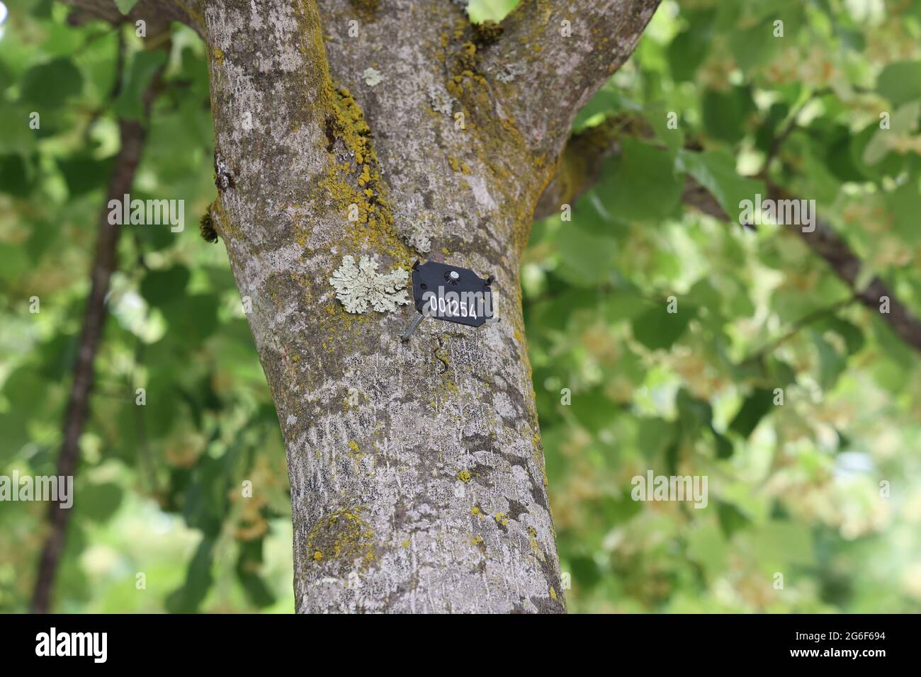All trees in the park are counted and numbered Stock Photo Alamy