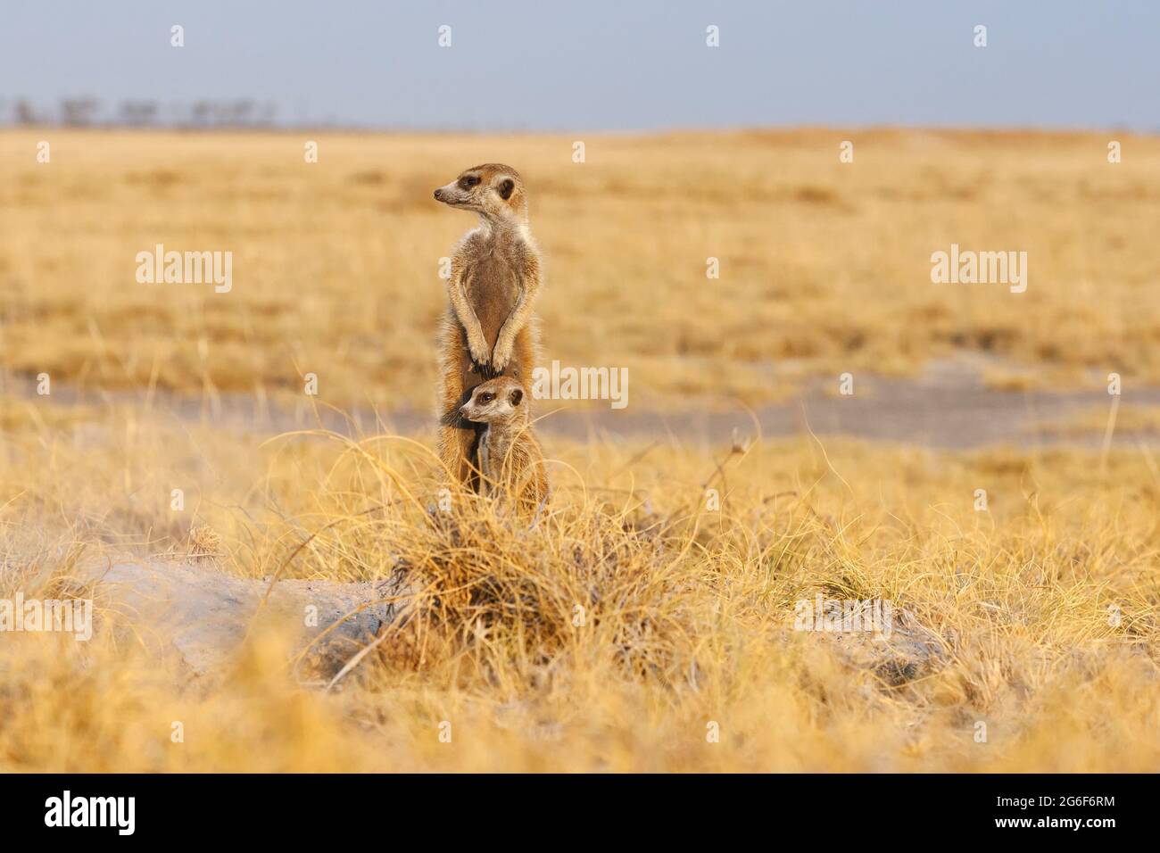 2 Meerkats standing up (Suricata suricatta). Makgadikgadi pans, Botswana, Africa Stock Photo