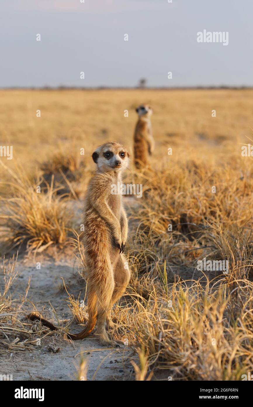 2 Meerkats (Suricata suricatta) portrait guards. Makgadikgadi pans, Botswana, Africa Stock Photo