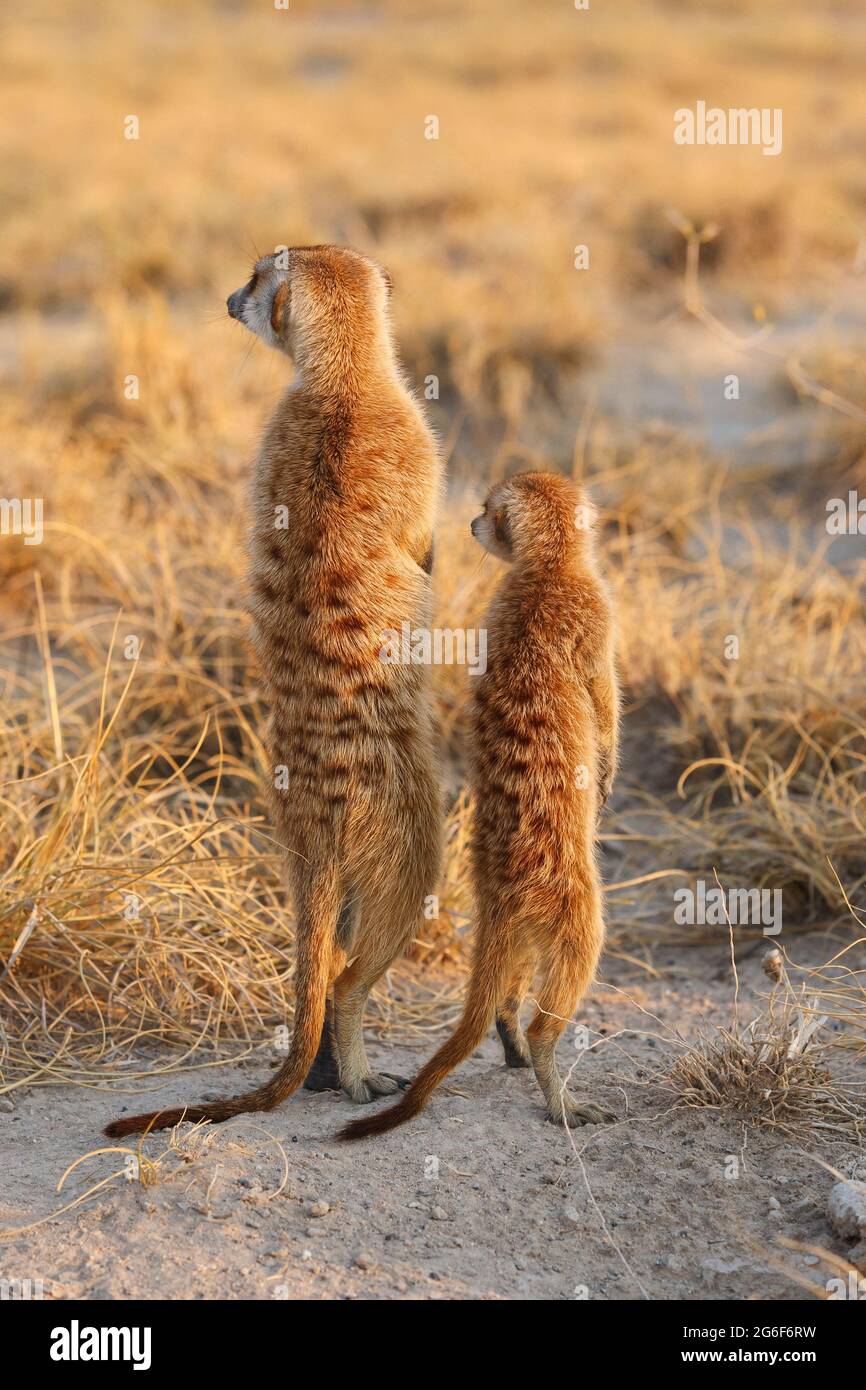 2 Meerkats (Suricata suricatta) portrait guards. Makgadikgadi pans, Botswana, Africa Stock Photo