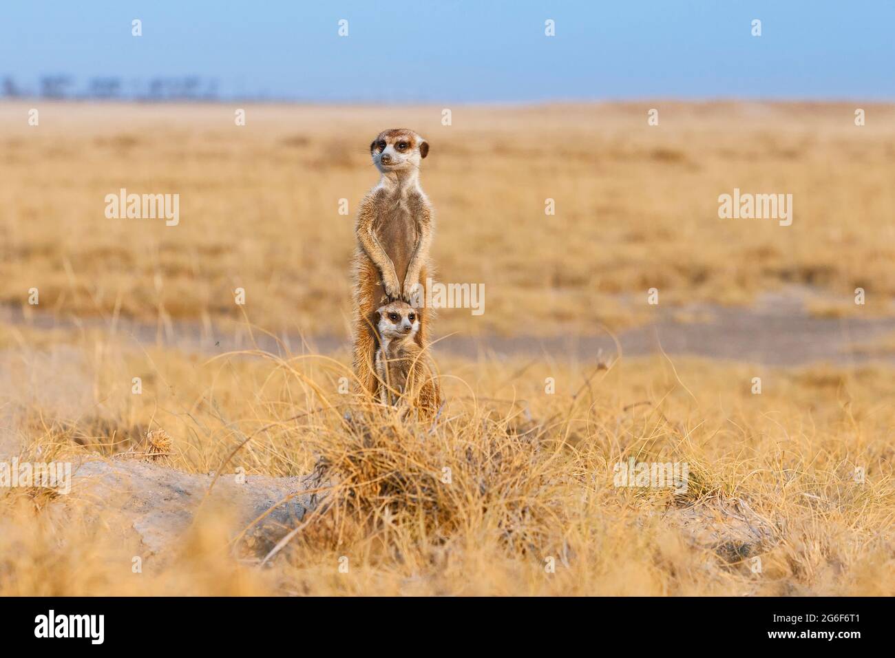 2 Meerkats (Suricata suricatta) portrait scouting. Makgadikgadi pans, Botswana, Africa Stock Photo