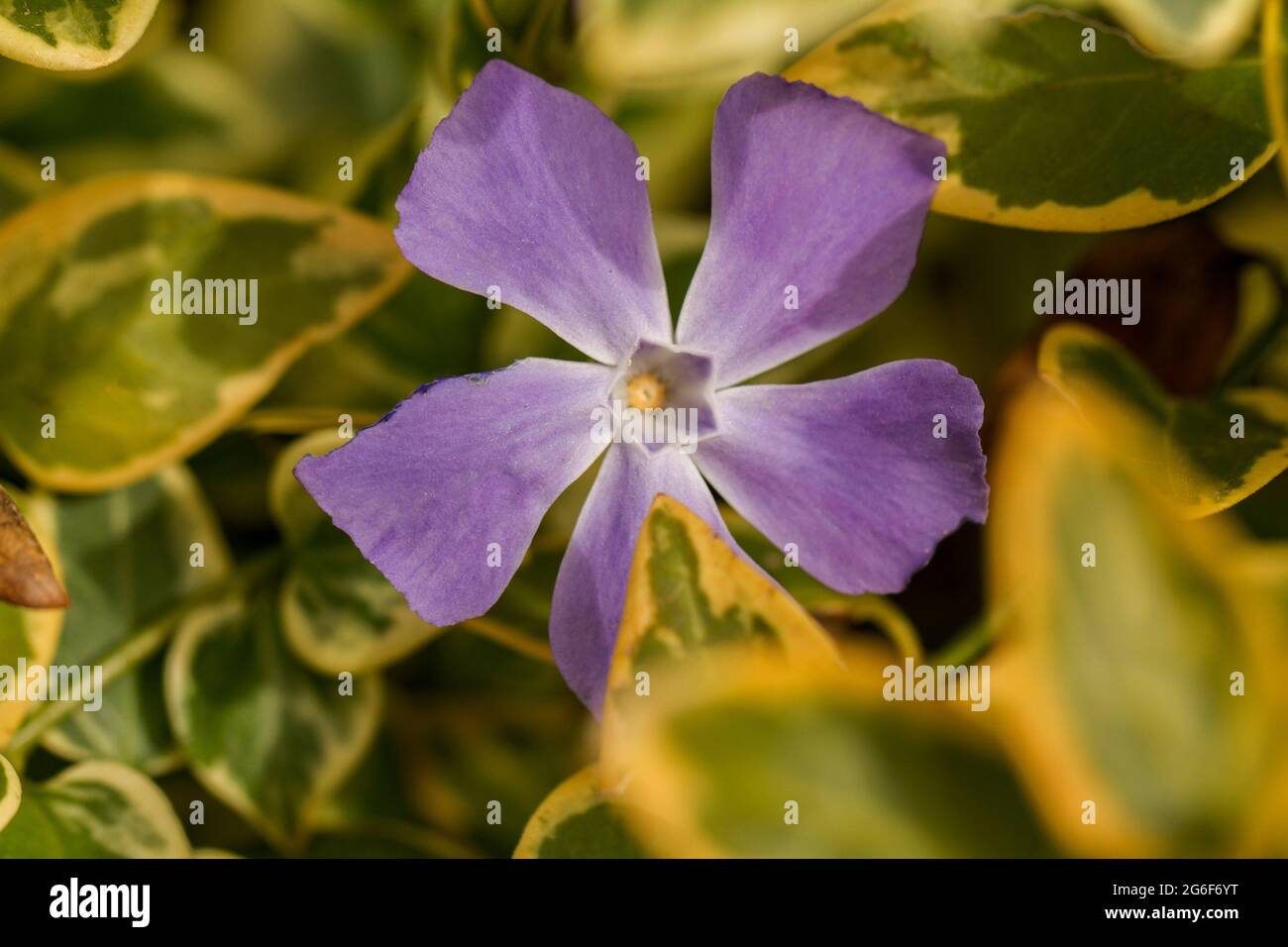 Close up view of a beautiful purple vinca major wildflower Stock Photo