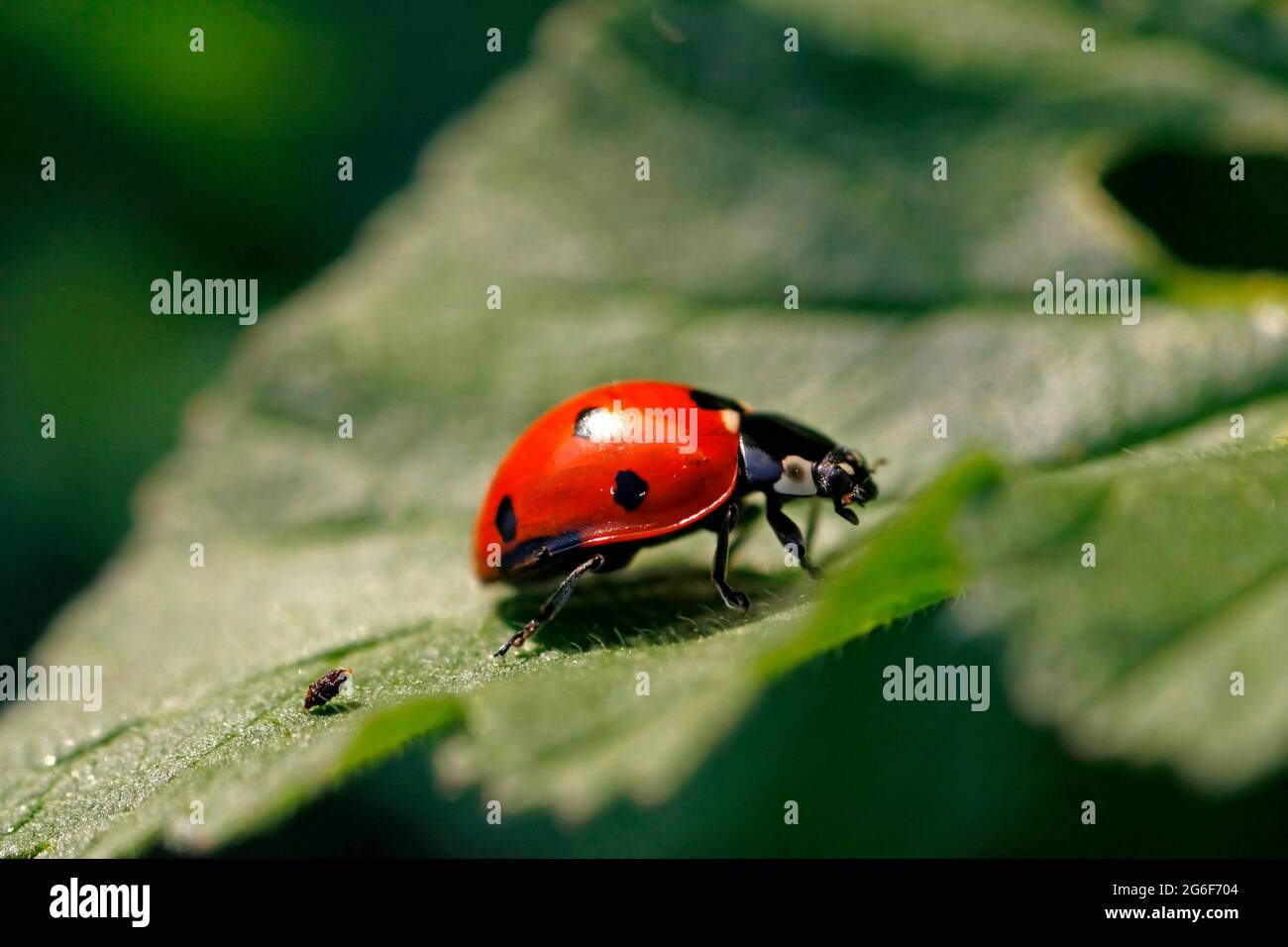 Close view of a ladybug insect on a green leaf. Stock Photo