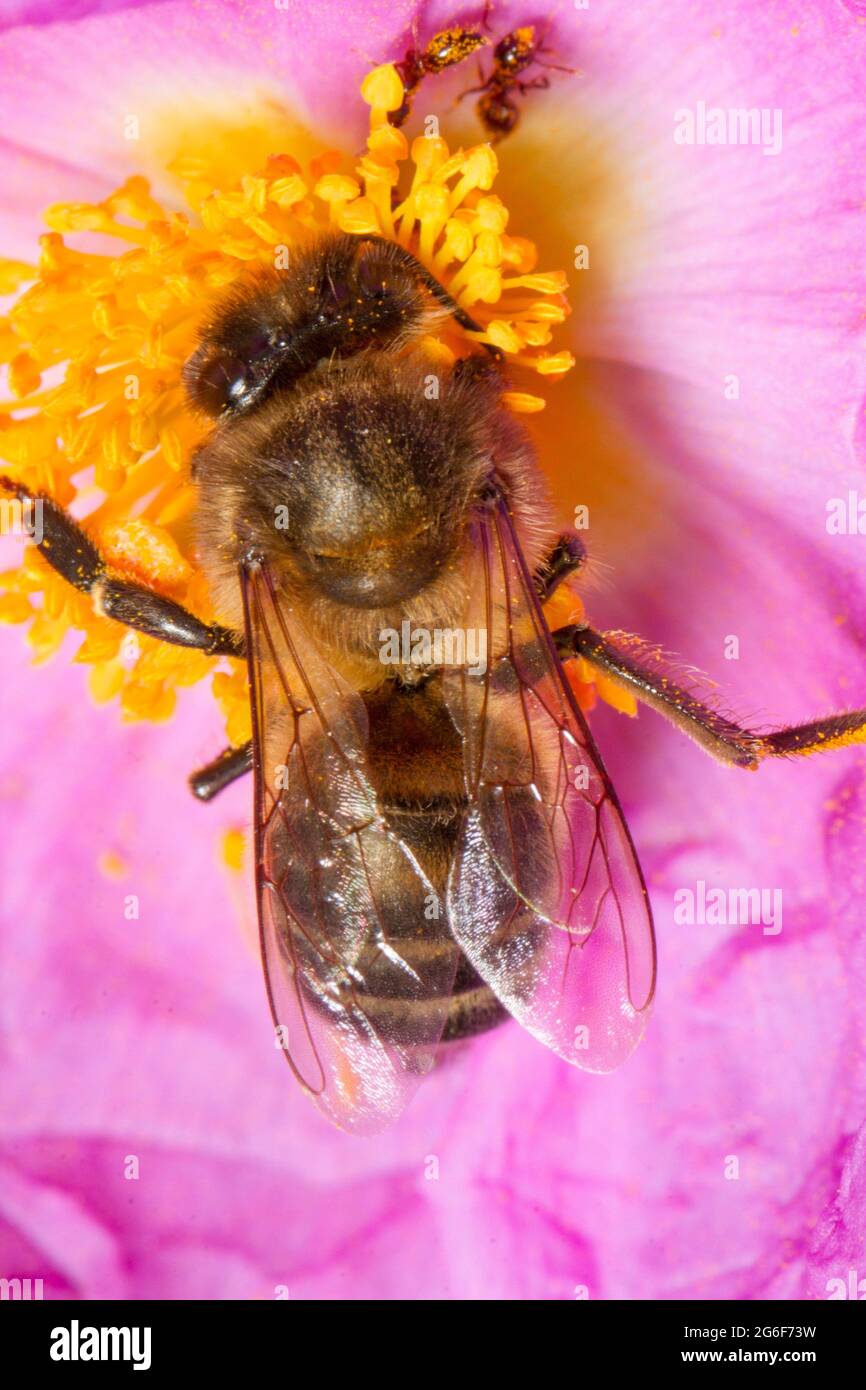 Close up view of an European honey bee (Apis mellifera) collecting nectar from a flower. Stock Photo
