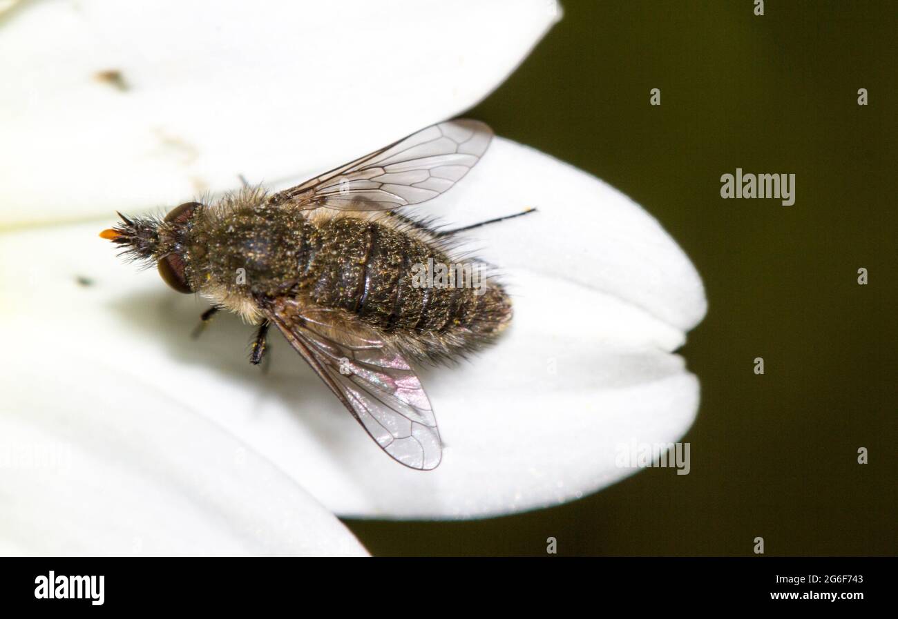 Close up view of a Bee Fly (Bombylisoma notatum) insect on top of flower. Stock Photo
