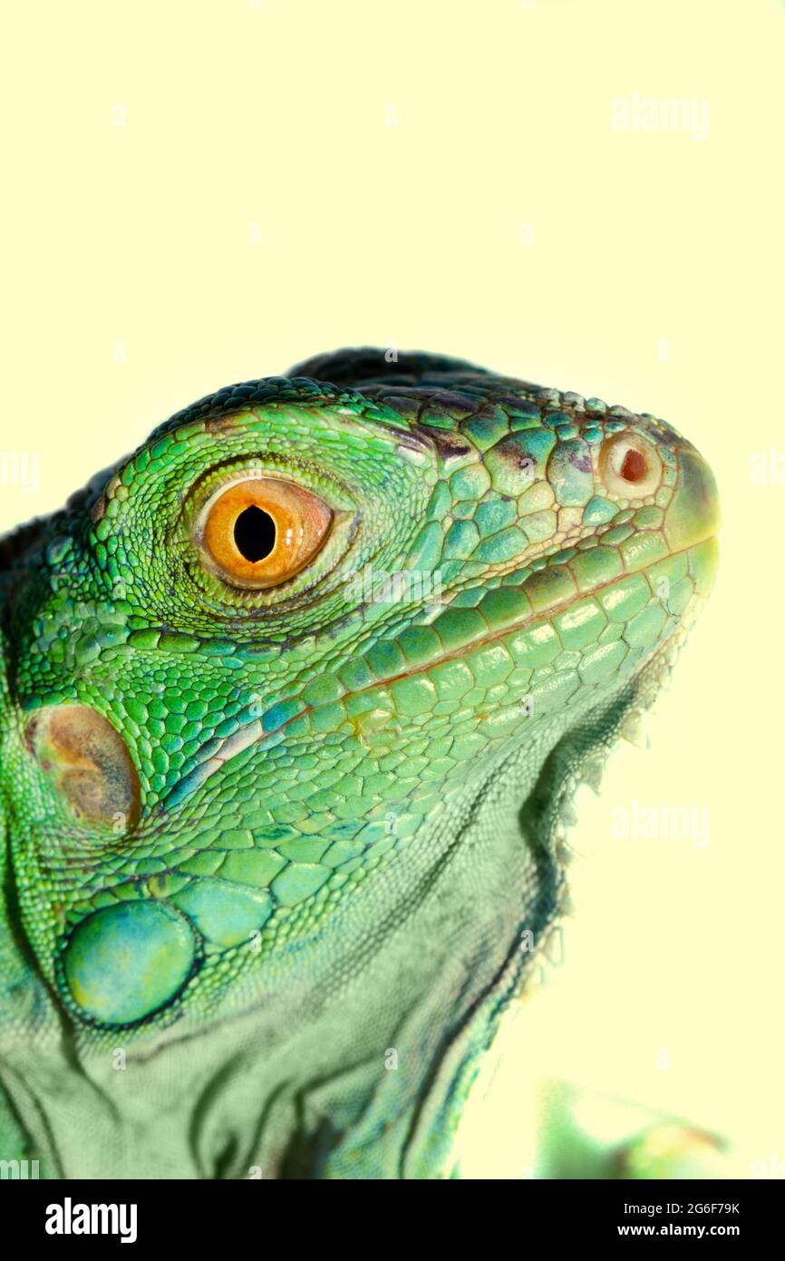 Close view detail of the head of an iguana reptile. Stock Photo