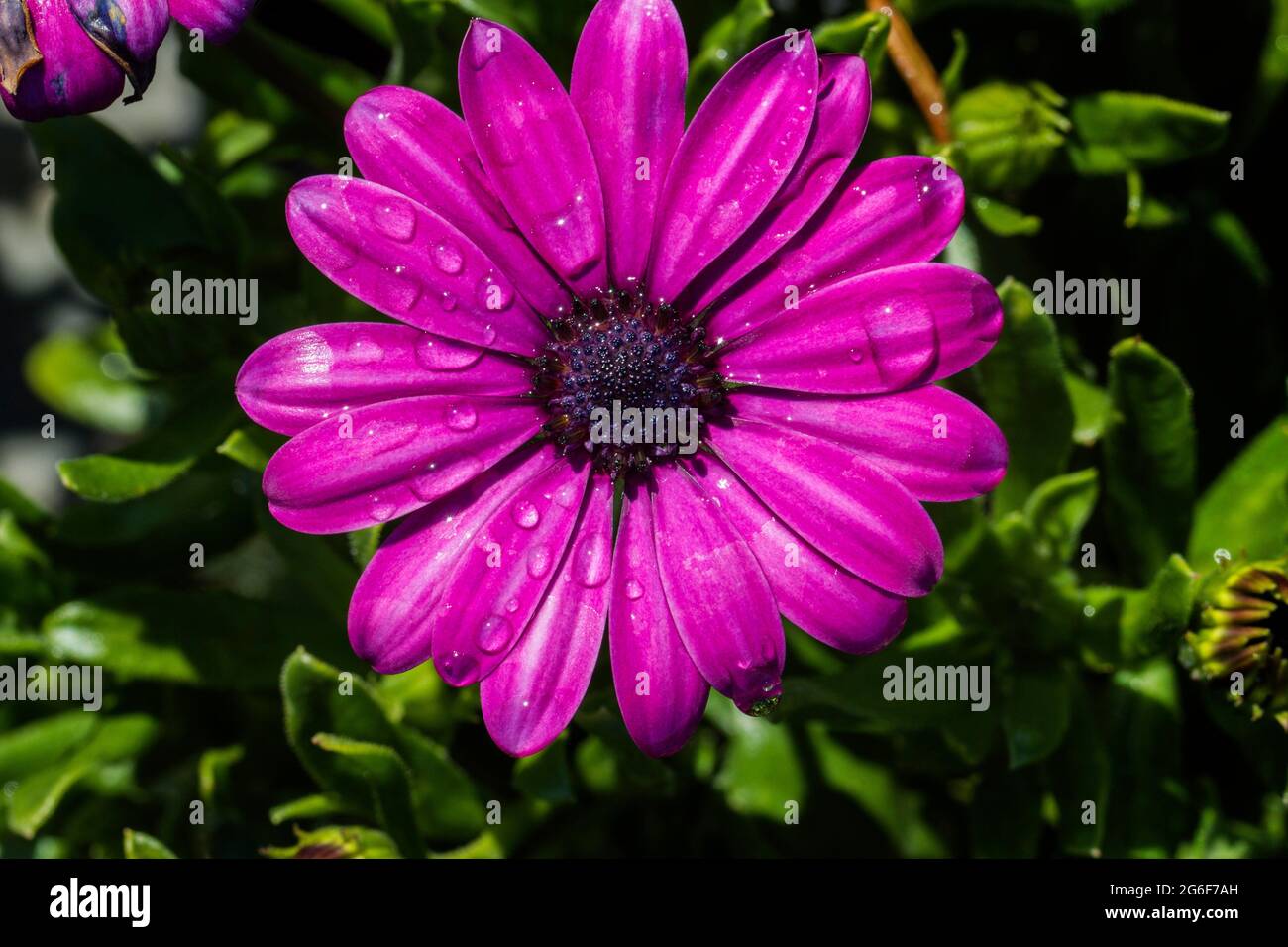 Close up view of the beautiful Osteospermum violet daisy flowers Stock