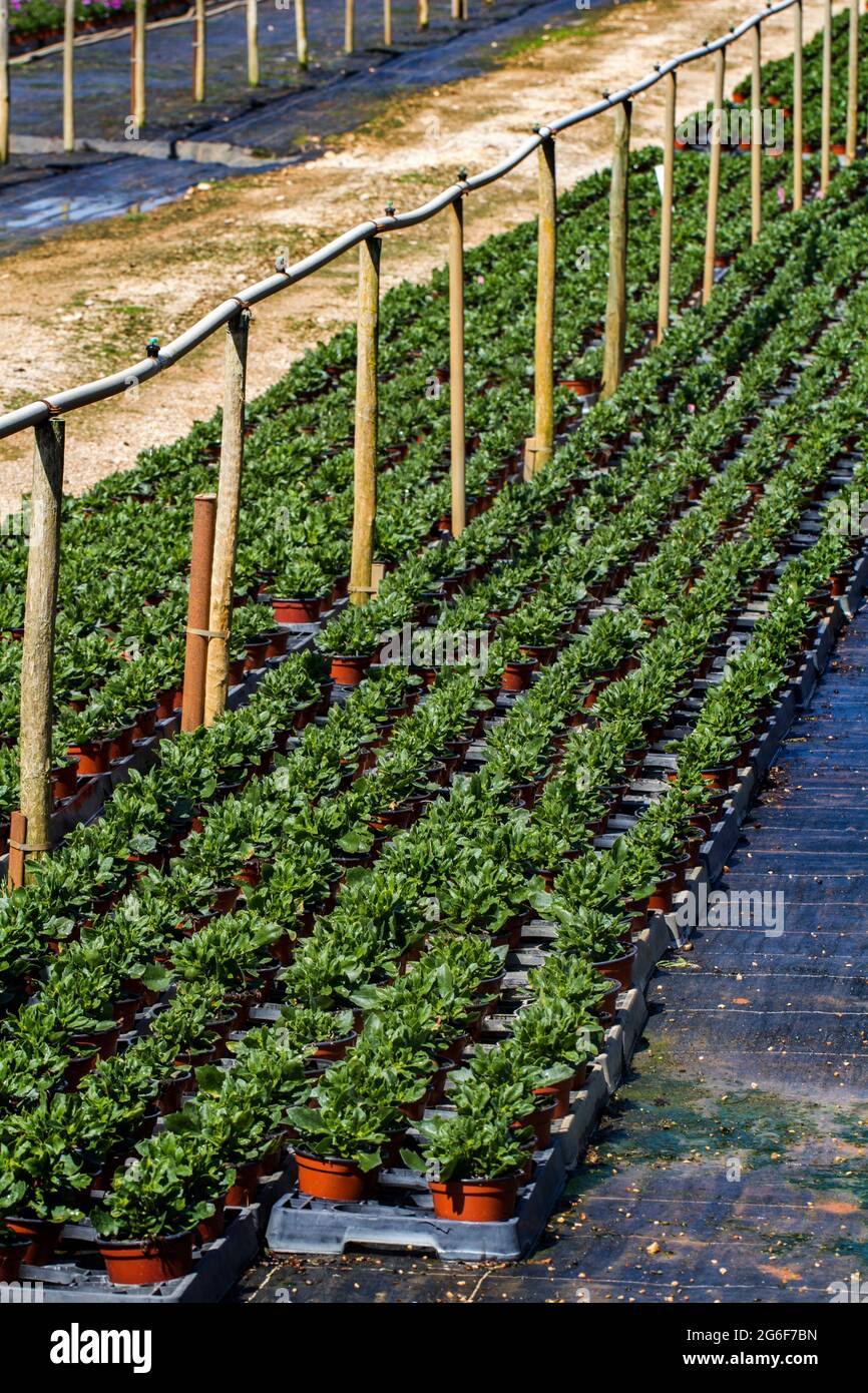 View of a large indoors green plant nursery Stock Photo Alamy