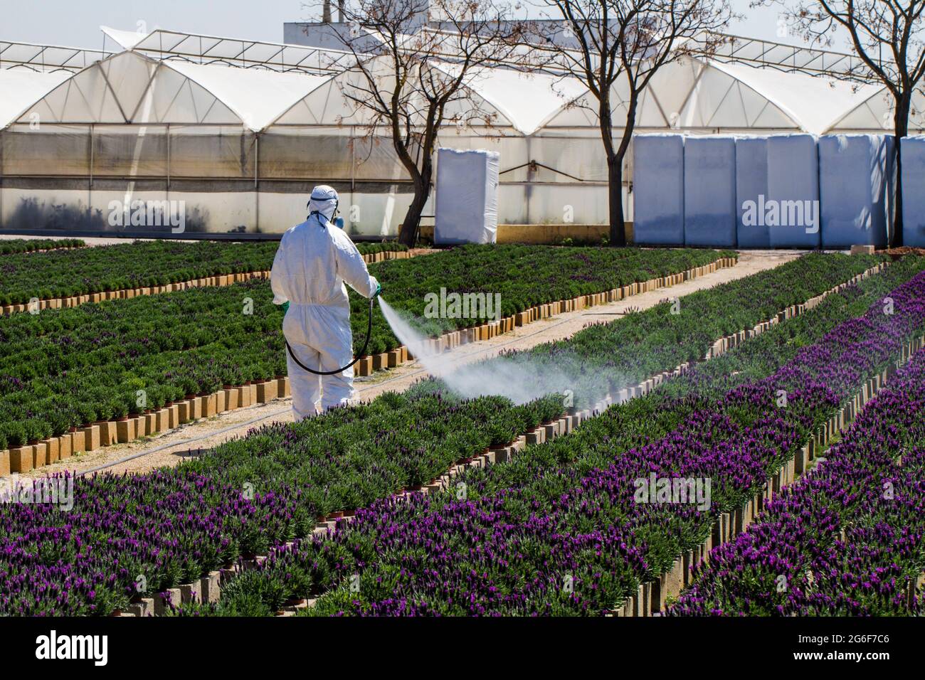View of a large indoors green plant nursery Stock Photo Alamy
