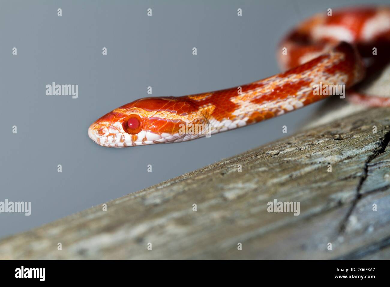 Blood red corn snake hires stock photography and images Alamy