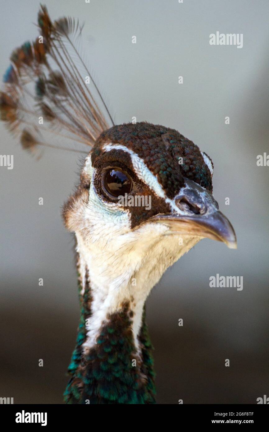 female peacock high resolution stock photography and images alamy