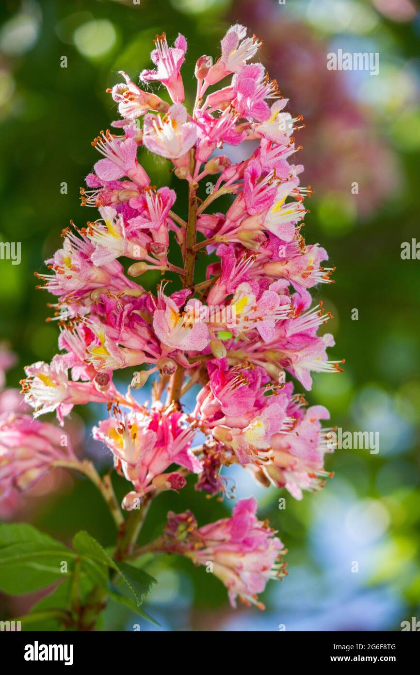 Close up view of a beautiful pink flower branch from a cherry tree. Stock Photo