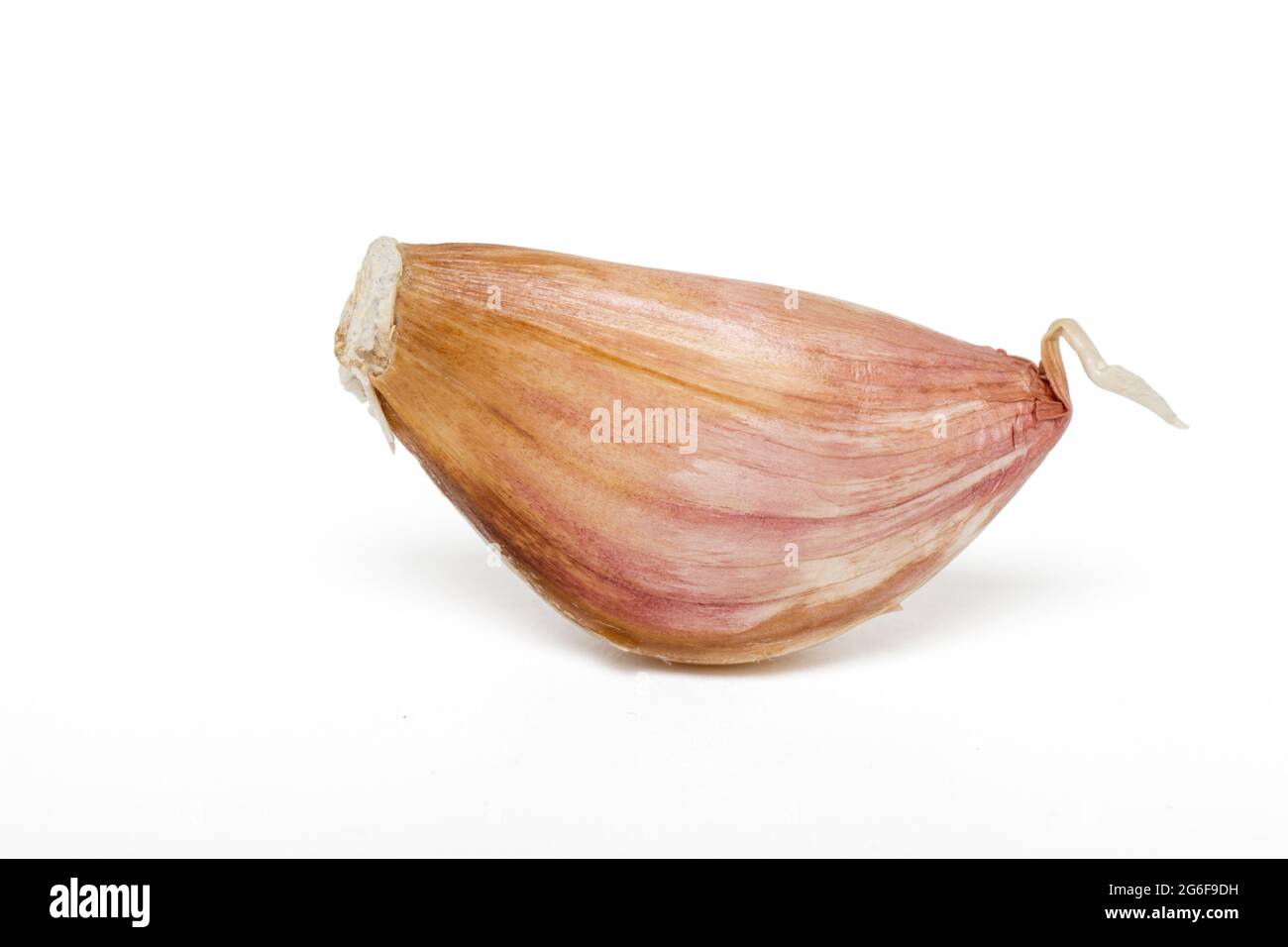Close up view of a garlic clove isolated on a white background Stock ...