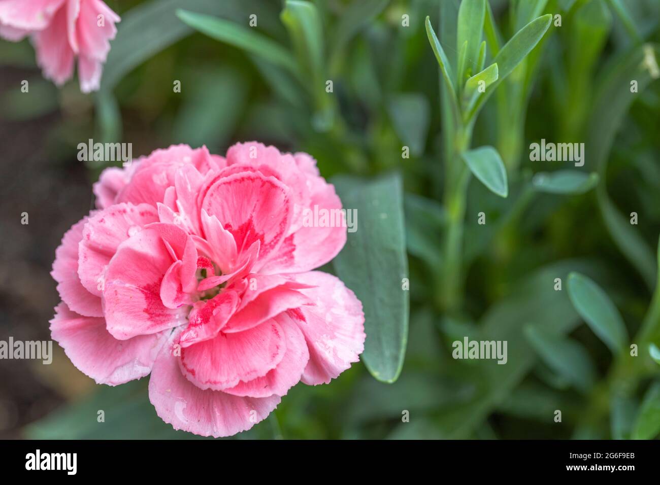 Gorgeous close up view of pink carnation flowers on green background ...