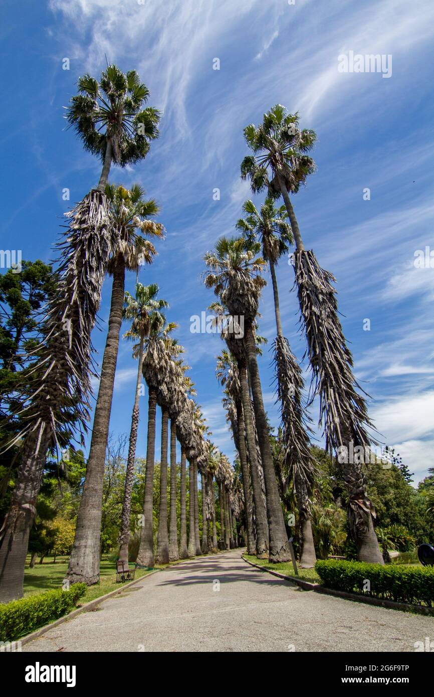 View of a path with tall palm trees located in the Tropical Botanical