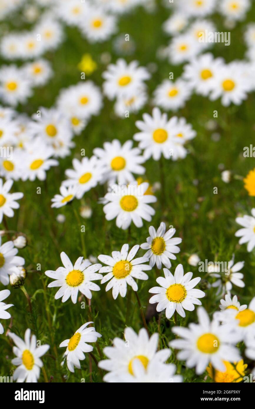 Close view of a beautiful field of white daisy flowers. Stock Photo