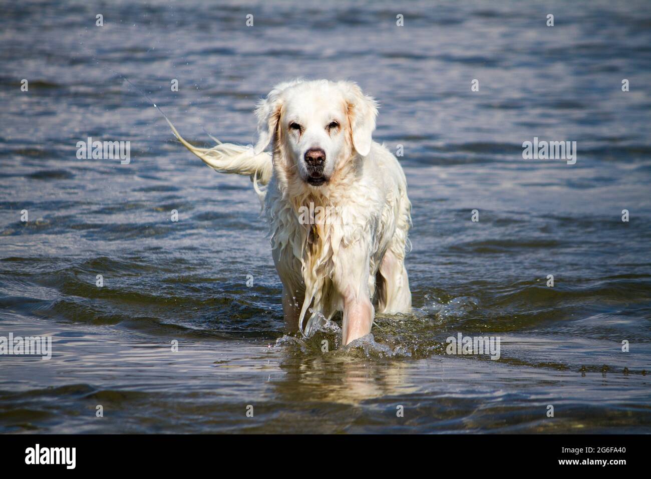 View of a cute wet white dog playing in the water. Stock Photo