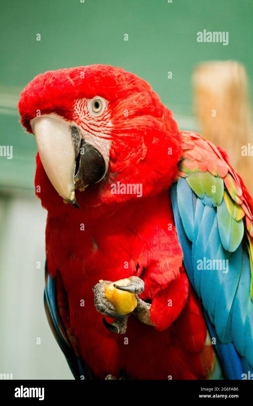 Close up view of a beautiful scarlet macaw parrot eating fruit Stock