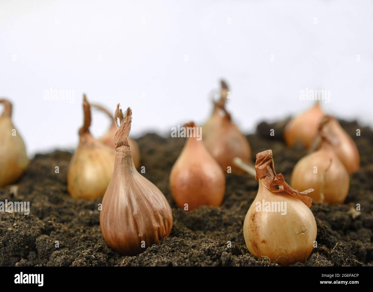 Onion seedlings growing in rows on dark soil. Springtime, gardening concept. Stock Photo