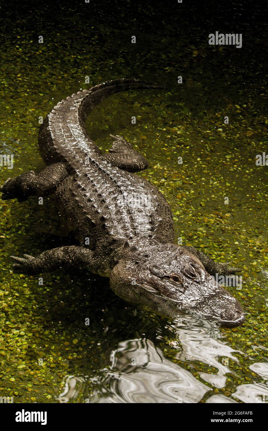 View of a fearful American alligator (Alligator mississippiensis) swimming on the water. Stock Photo
