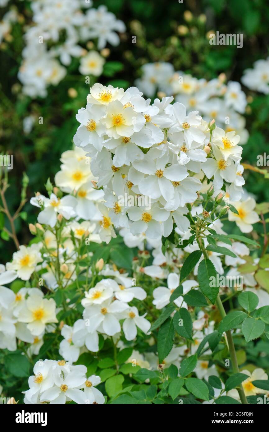 Rosa 'Kew Gardens', Rose 'Kew Gardens. Synonyms Rosa 'Ausfence