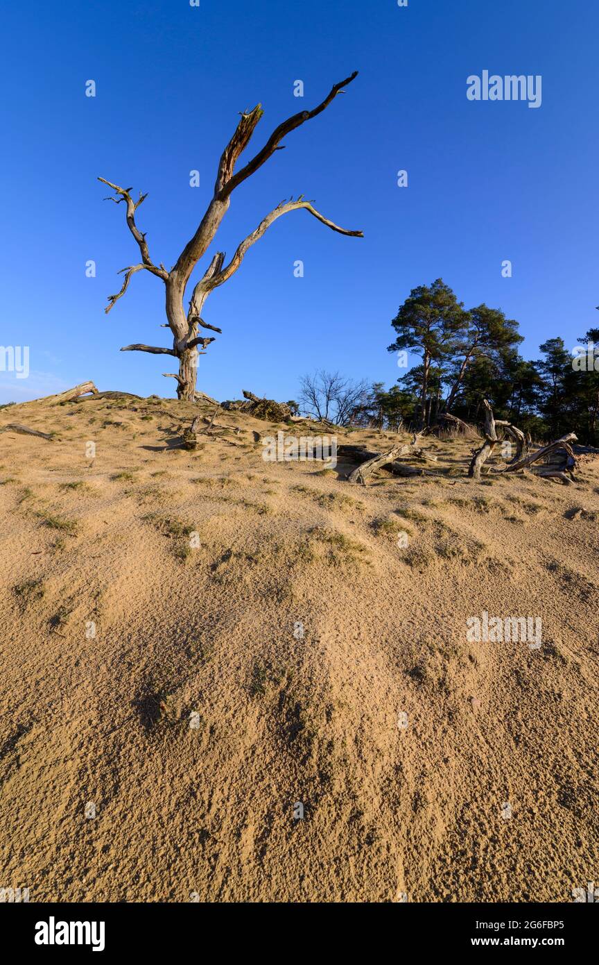 Sand dunes with a dead tree under a blue sky Stock Photo