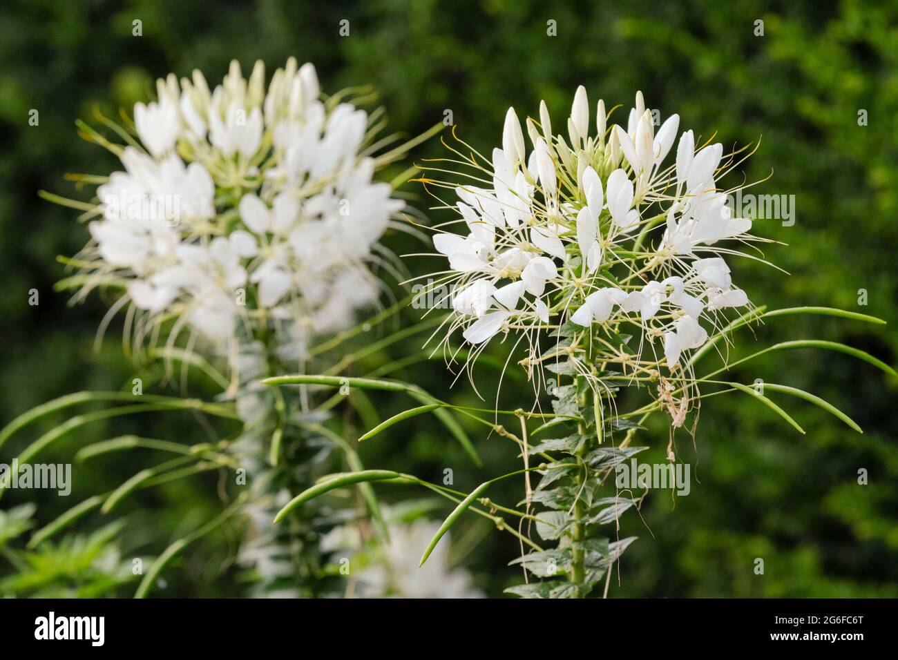 Spider Flower 'White Queen', Spider Plant 'White Queen', Cleome spinosa 'White Queen', Cleome 'White Queen' Stock Photo