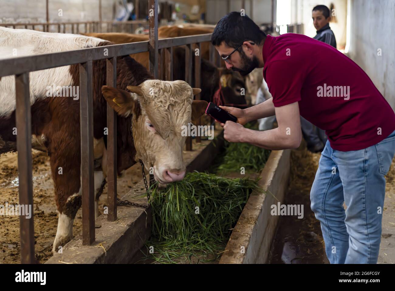 Young farmer using a smartphone and doing checkups on cows Stock Photo