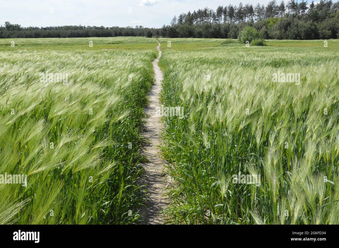 Straw in the wind hires stock photography and images Alamy