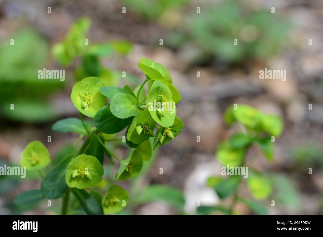 Wood Spurge is a member of the Euphorbia family with unique cyathium shaped flowers. There are over 200 species worldwide in a huge variety of sizes a Stock Photo