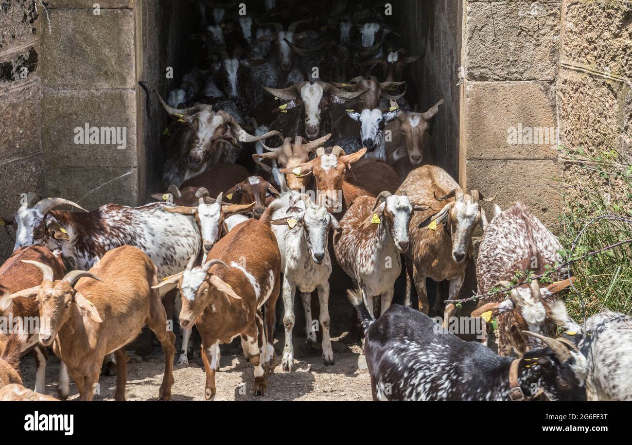 Animal tunnel hires stock photography and images Alamy