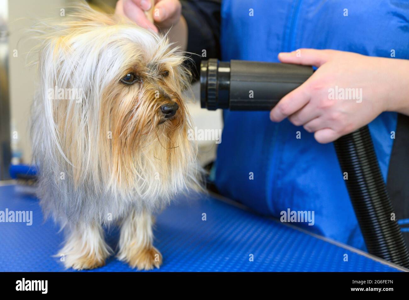 The pet groomer dries dog hair with a hair dryer and combs a Yorkshire Terrier in the Pet Grooming Salon. High quality photo Stock Photo - Alamy The pet groomer dries dog hair with a hair dryer and combs a Yorkshire Terrier in the Pet Grooming Salon. High quality photo Stock Photo - Alamy