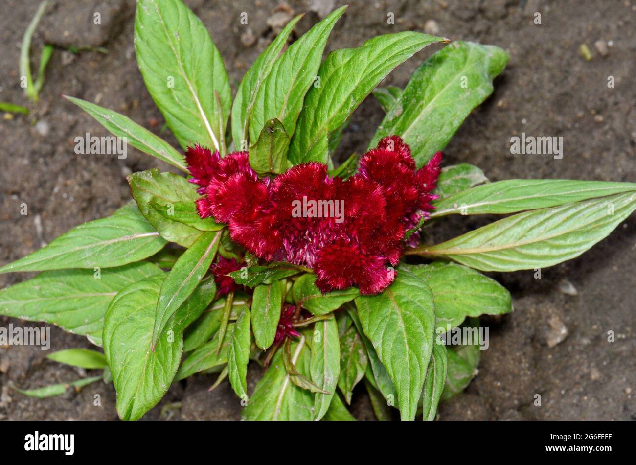 Celosia argentea L. isolated o white. Red, the heat of the flame. Celosia Spicata Deep Purple. Beautiful Red cockscomb flower. Stock Photo