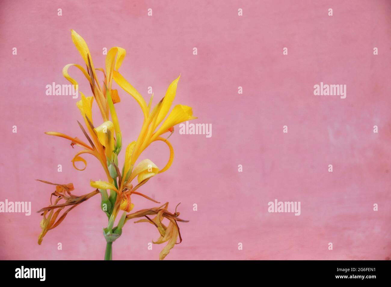 Close up of a yellow Canna Lily flower against a pink colored background Stock Photo