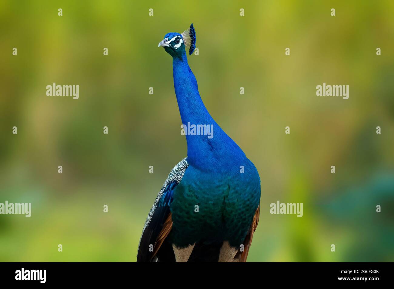 Indian national bird hi-res stock photography and images - Alamy Indian national bird hi-res stock photography and images - Alamy