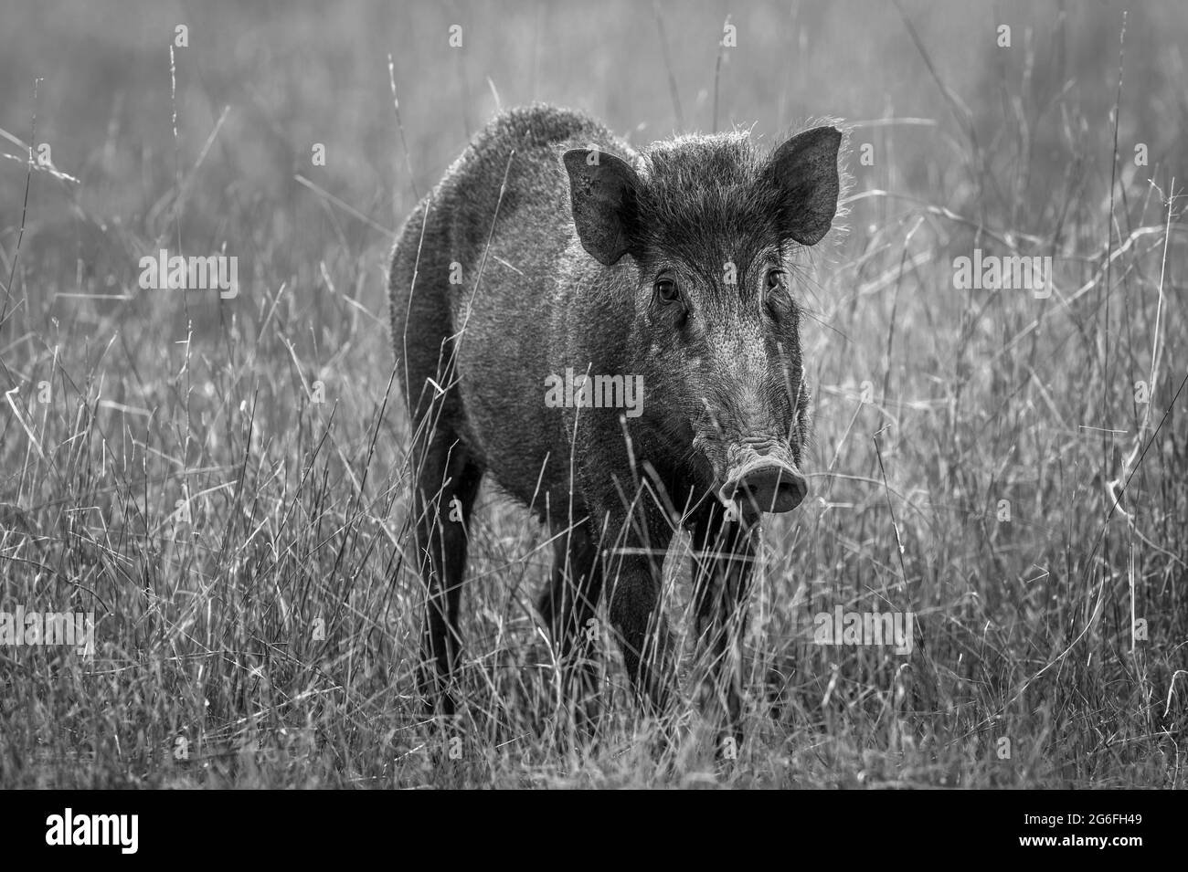 Indian boar or Andamanese or Moupin pig a subspecies of wild boar in black and white at ranthambore national park or tiger reserve rajasthan india - S Stock Photo