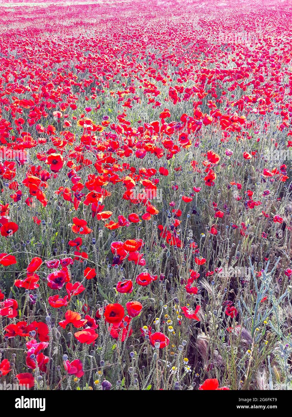 Field of red poppies Stock Photo