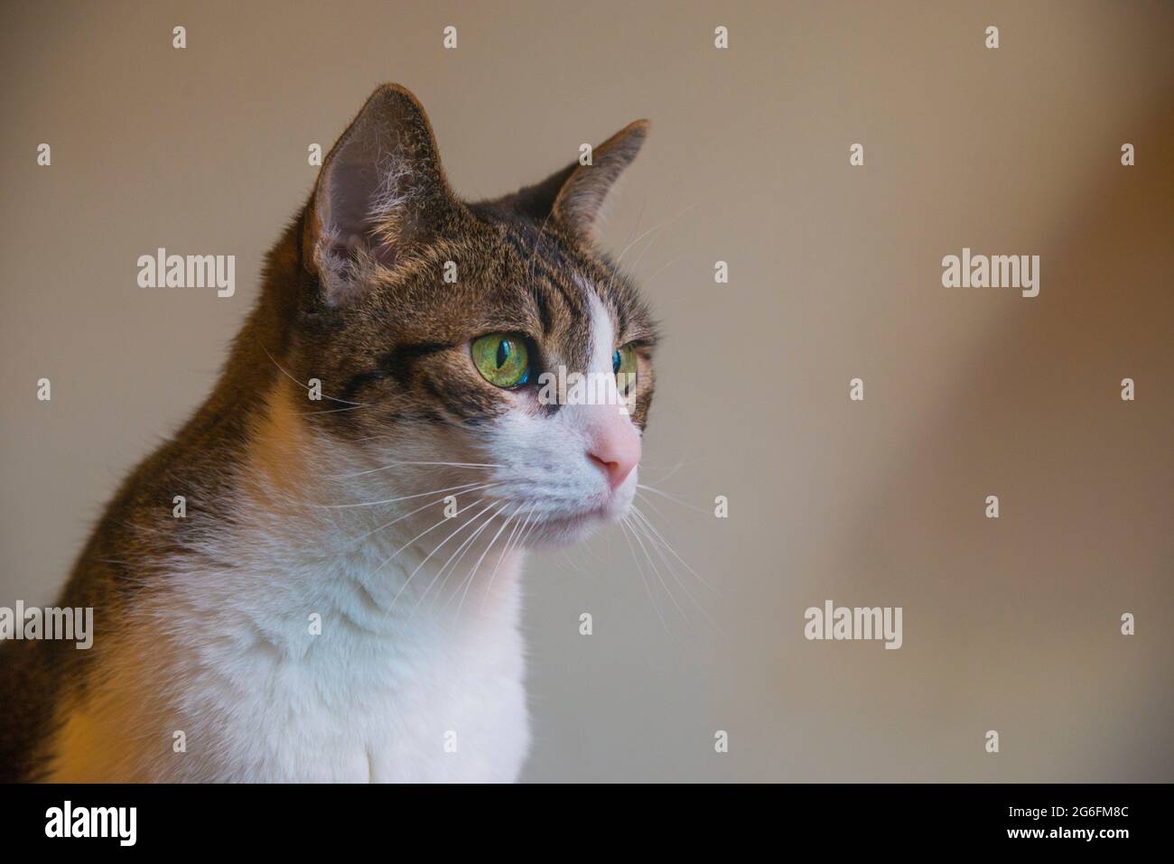 Portrait of tabby and white cat Stock Photo Alamy
