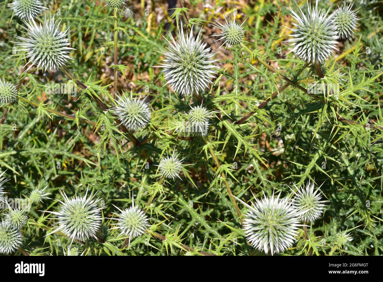 Echinops spinosissimus is a perennial plant native to southeastern
