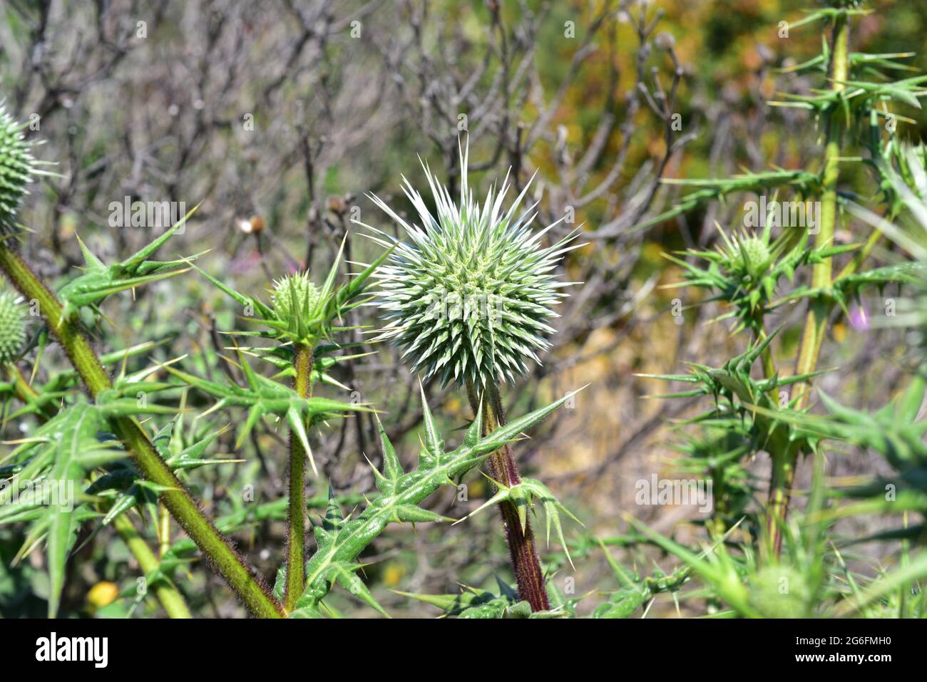 Echinops spinosissimus is a perennial plant native to southeastern Europe and northern Africa. Stock Photo